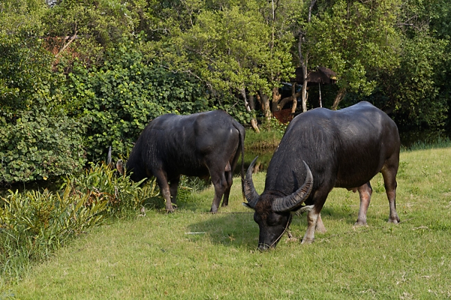 Muang Boran-2013-259